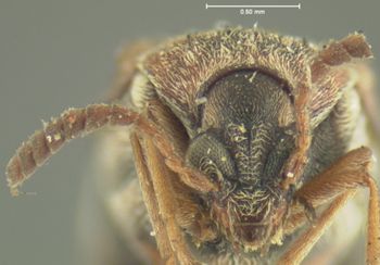 Media type: image;   Entomology 33944 Aspect: head frontal view